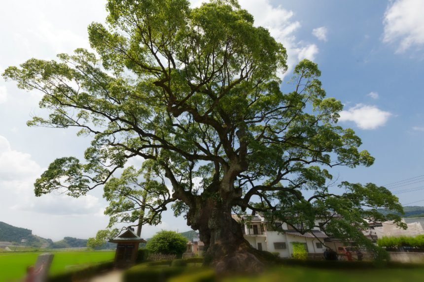 ⛩️ 오토리 대사(오토리타이샤) 이미지 7